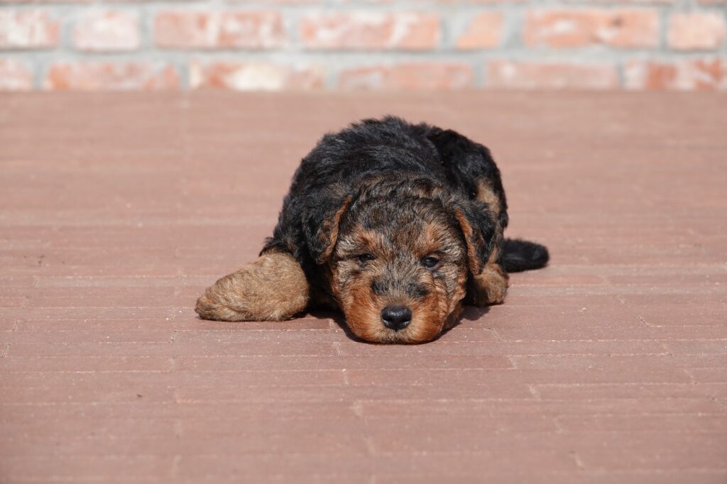 Karaktereigenschappen Welsh Terrier