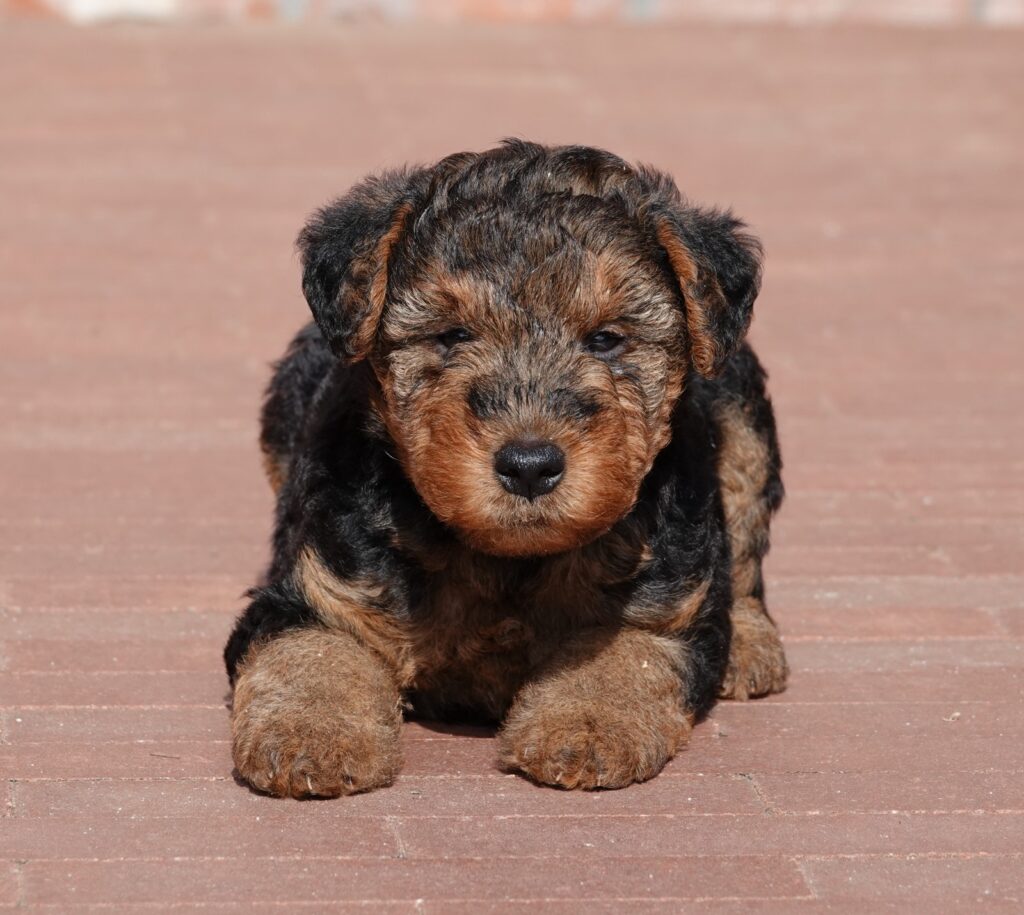 Uiterlijke kenmerken Welsh Terrier