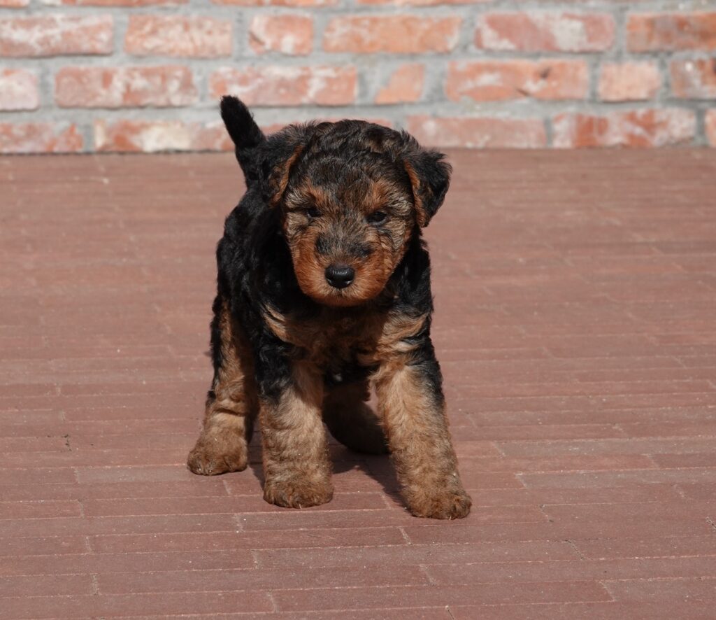 Gezondheid en levensverwachting Welsh Terrier