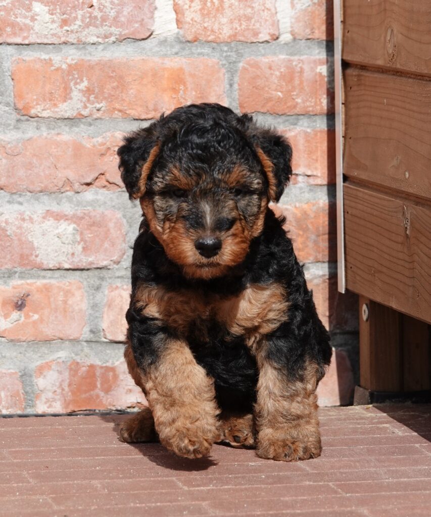 Waar op letten bij het kopen van een Welsh Terrier puppy?