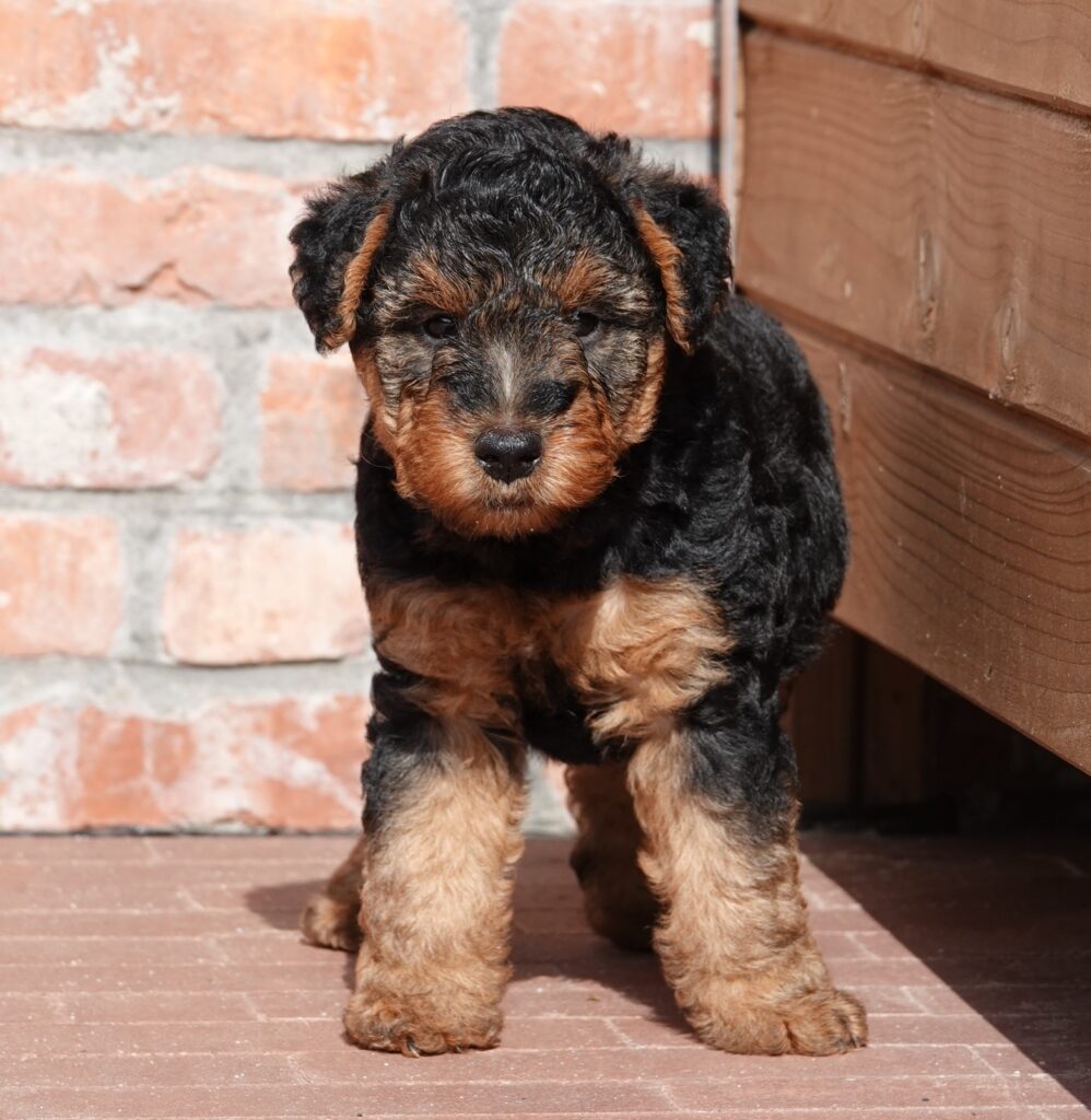 Een Welsh Terrier kopen: dit zijn de stappen die je moet nemen