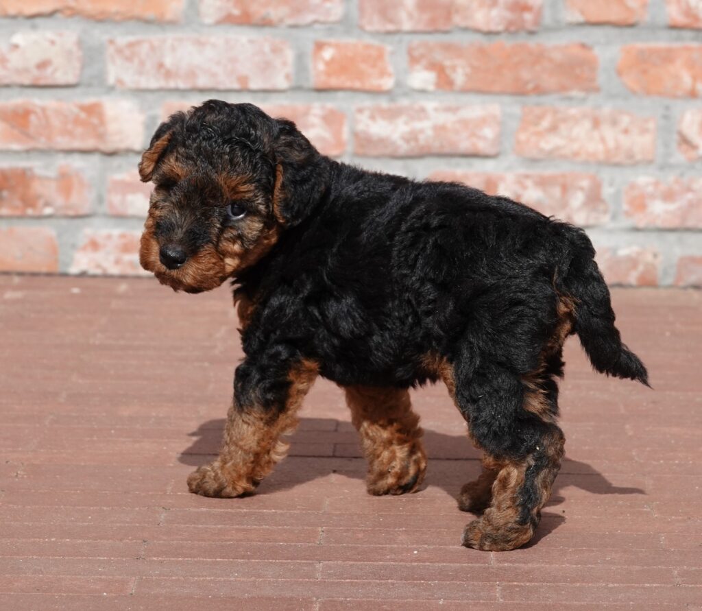 Wat is een correcte Welsh Terrier prijs?